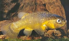 Carachi fish