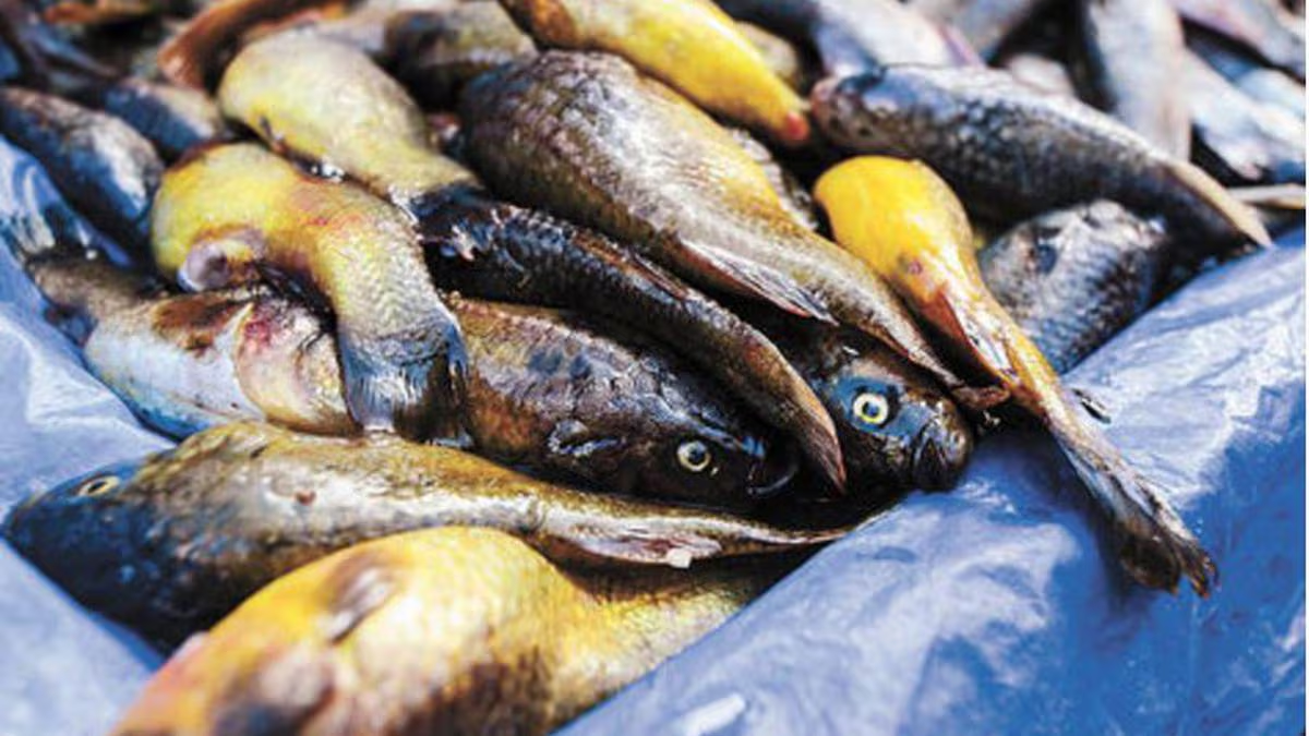 Carachi fish