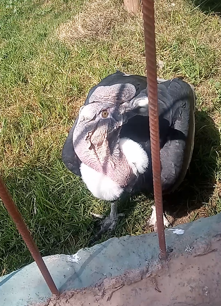 The Condor