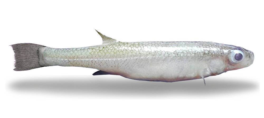 Ispi fish